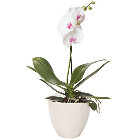 Orquídea Phalaenopsis em Vaso